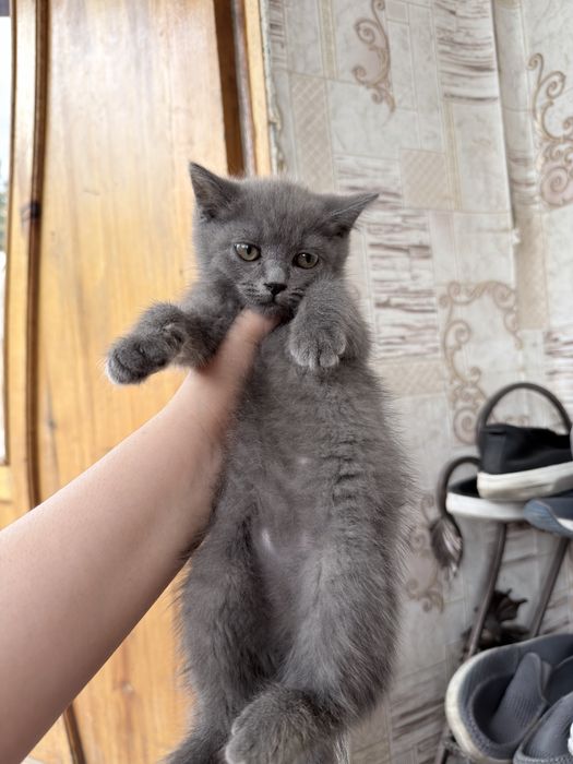 Срочно британские котята скоттиш страйт!