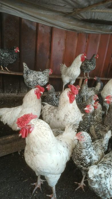 Продам породистых курей