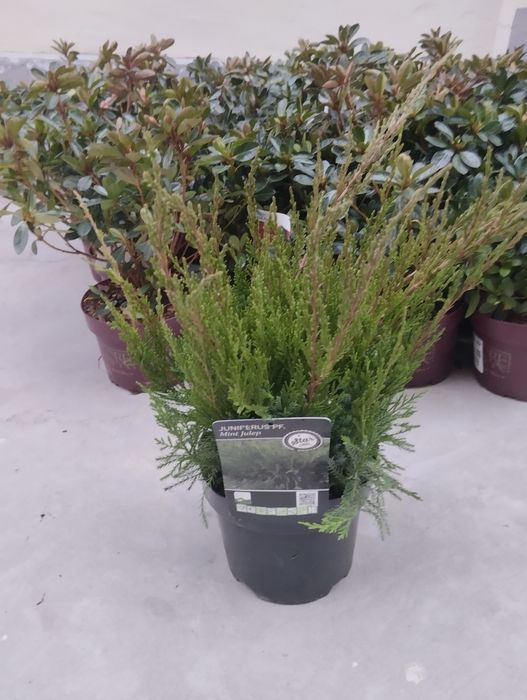 Глициния  А.Кипарис