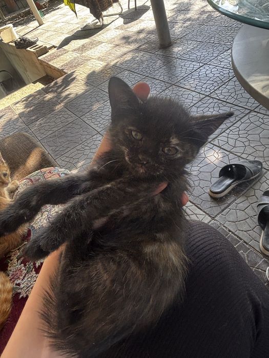 отдам 4 котят в добрые руки