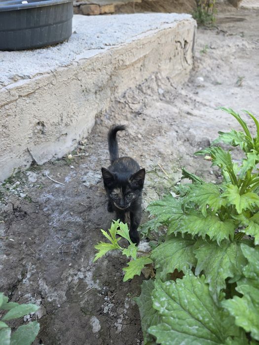 Savob uchun tekinga mushukchalar beriladi
Xorazm viloyati, Qoʻshkoʻ