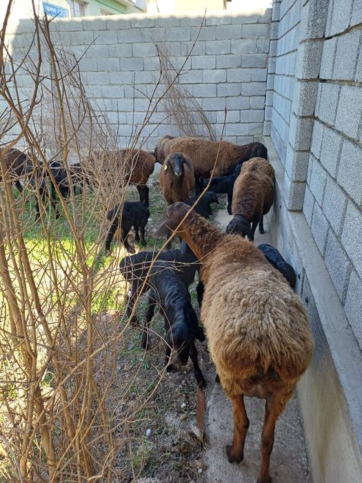 Қозылы қойлар сатылады