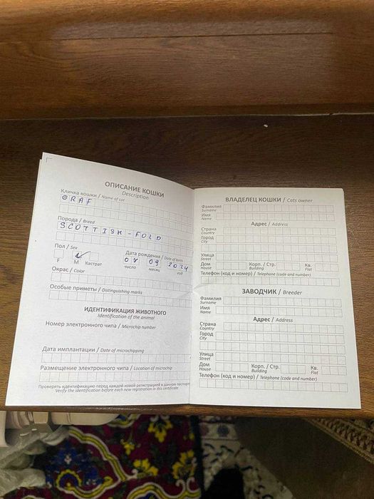 Skotish folt 1 yosh o‘g‘il bola