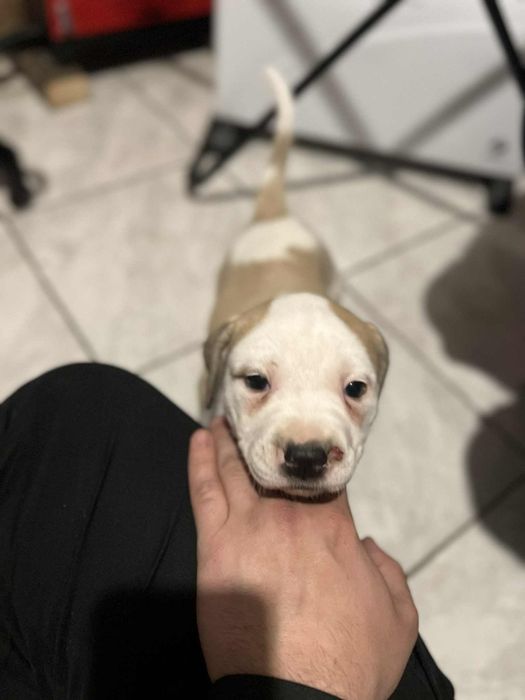 Кане корсо-Питбул  250лв. Народни.