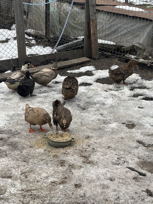 Gaste si rate de vanzare