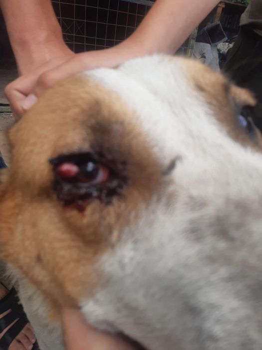 Ветеринар выезд на дом 24/7