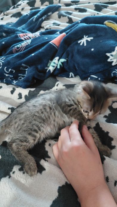 Отдам котят,в добрые руки