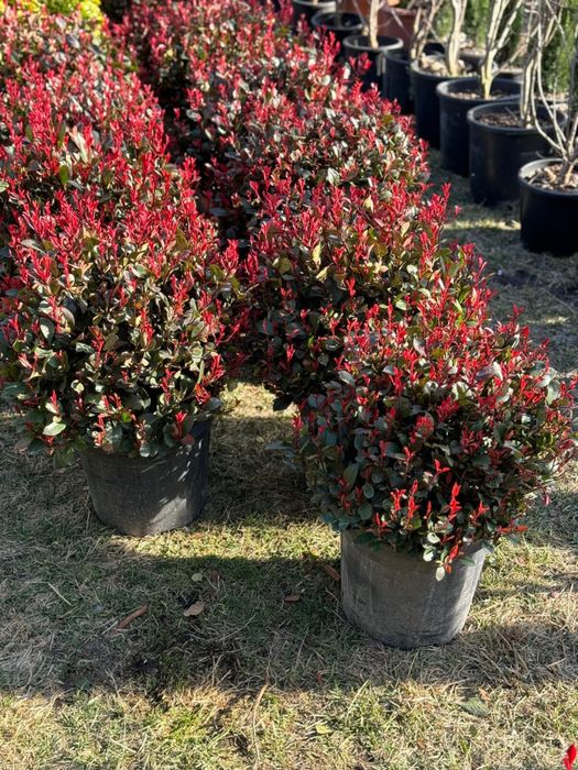 Photinia red robin