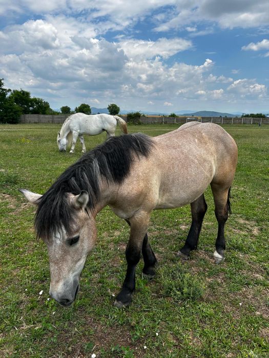 Vând mânza de 1 an si o luna din cai buni