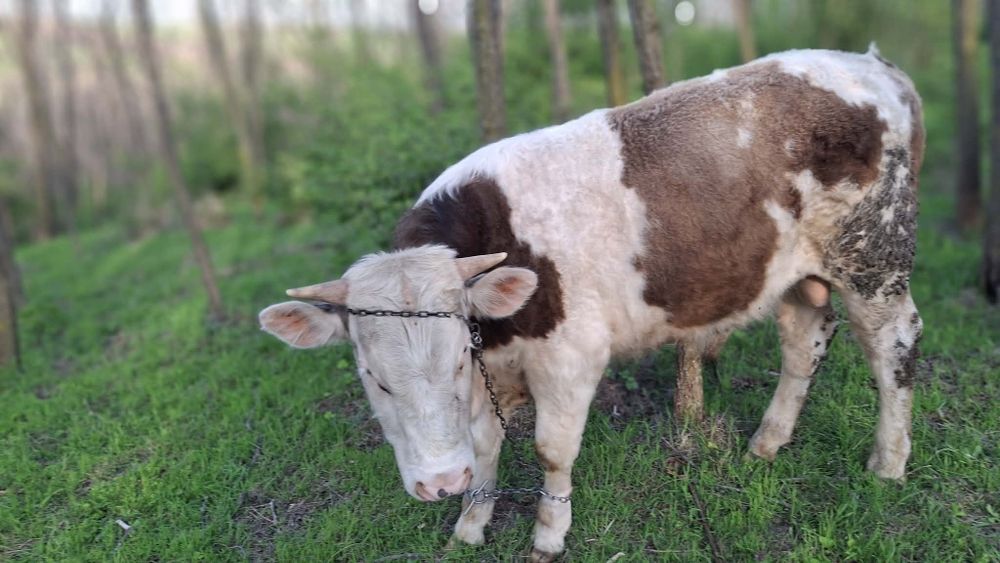 Vand vițel negociabil!!