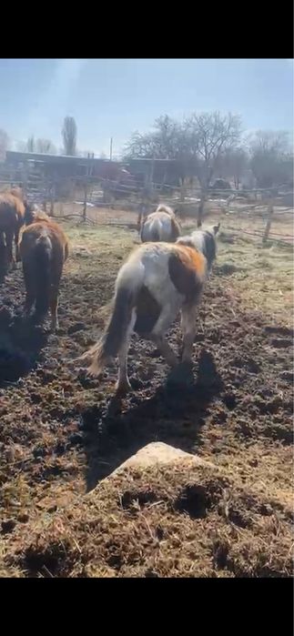 Байталдар, тайлар сатылады