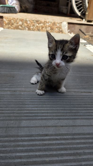 Pisicute spre adoptie in varsta de 5 saptamani