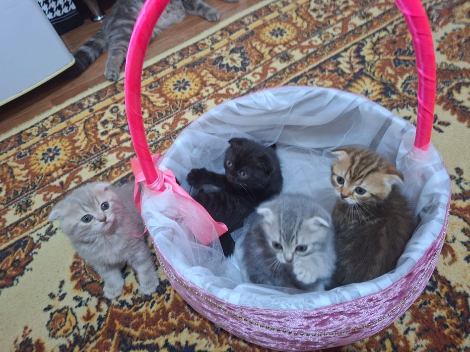 Продам маленьких котят в добрые руки !