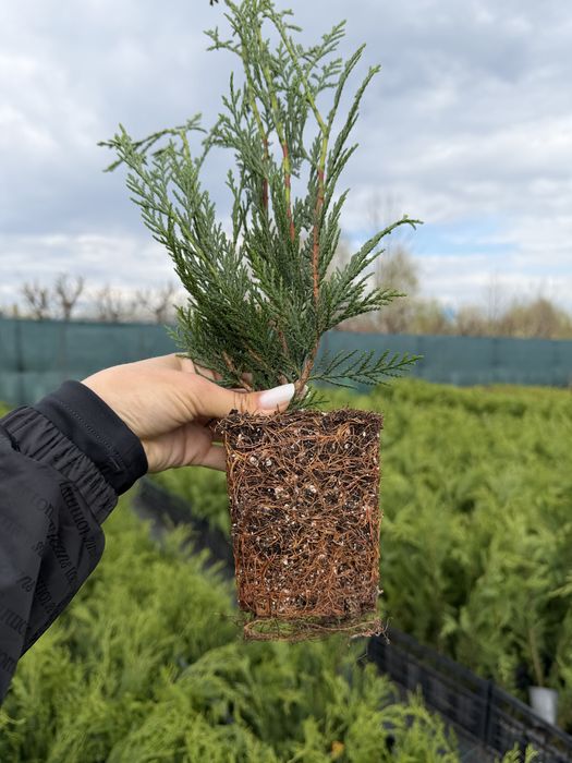 Cupressocyparis Leylandii Pyramidalis