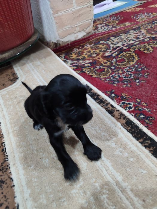 Спаниель щенки продам