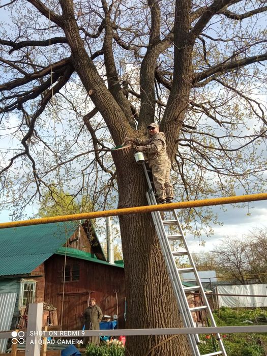Садовник обрезка деревьев