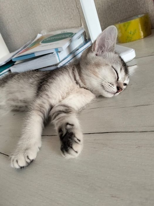 Продам котенка британец