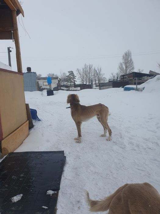 Қазақтың тазысын сатам