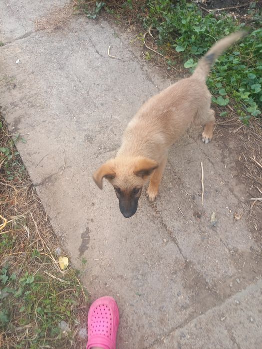 Срочно!!! отдам в хорошие  руки (мальчик)