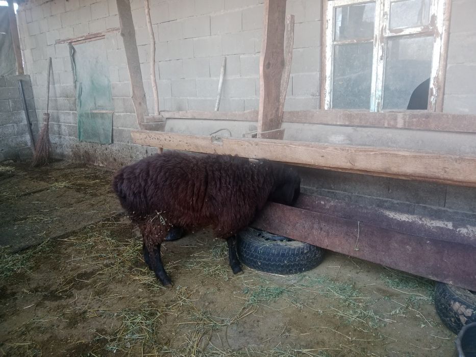 Продам кошкара гиссар