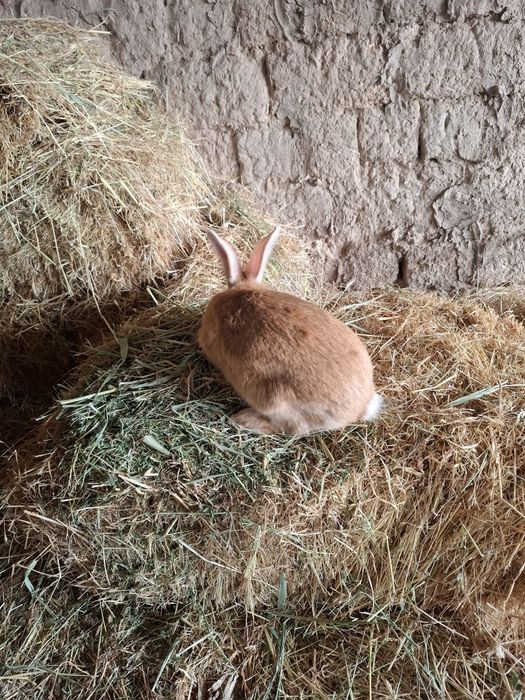 Кролики бургунской пароды