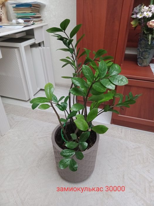 Продам комнатные цветы