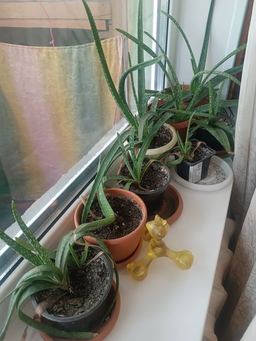 Алое вера алоэ Вера