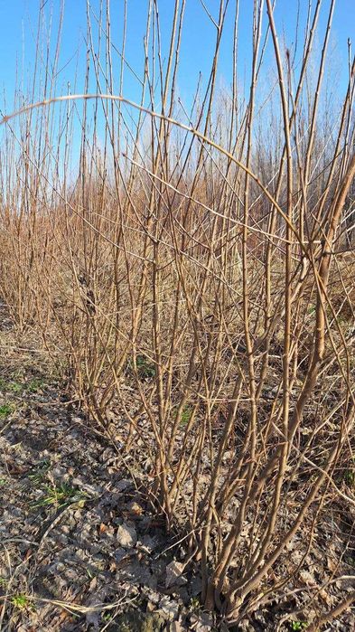 Турли хилдаги мевали дарахтларнинг кучатлари