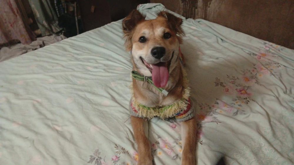 Собака в добрые руки