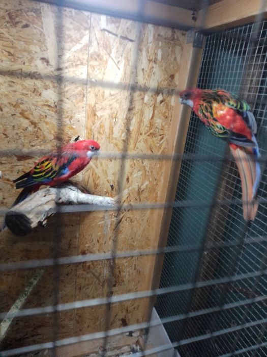 Попугай розелла красный