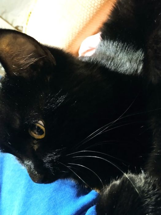 Кот британец ищет кошку