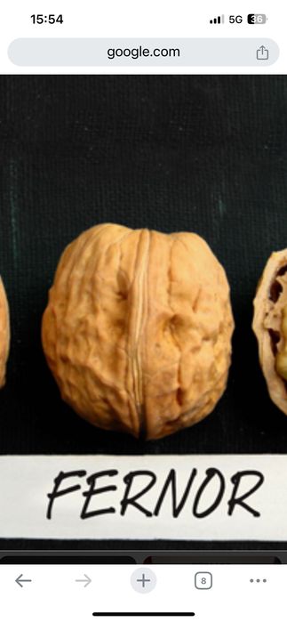 Дрян, Ядлив Кестен и орехи