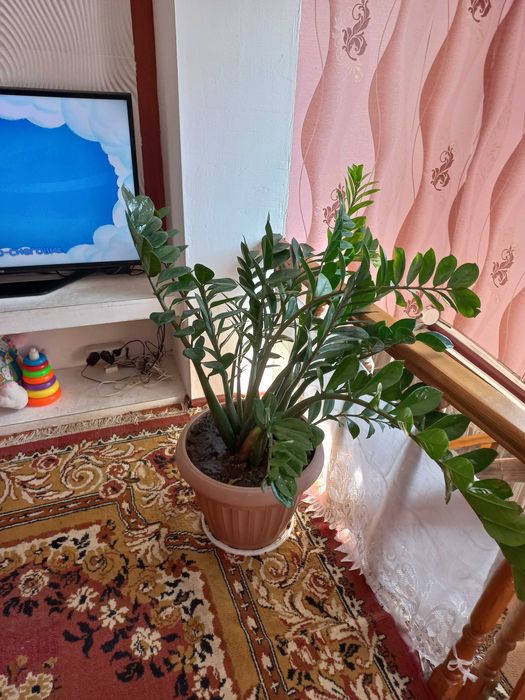 Продам замиакулькас  есть несколько горшков
