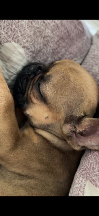 Французкий бульдок