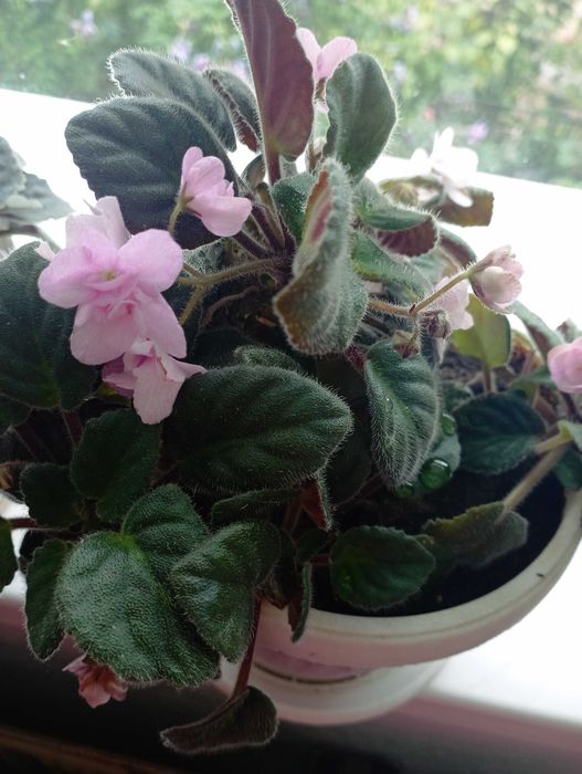 сентполия- кичеста теменужка