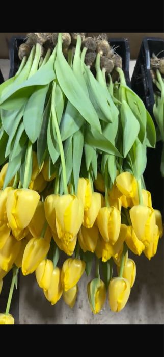Продаю тюльпаны свежие 65-70 см