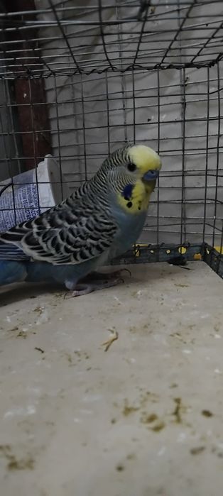 Тайор кушлар соглом