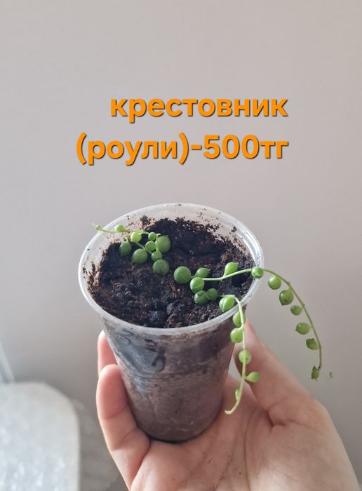 Продам домашние цветы от 1000