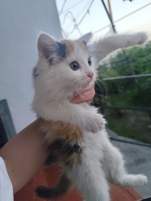 Отдам котёнка девочку в добрые руки