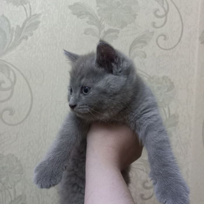 British blue Британская короткошёрстная кошка