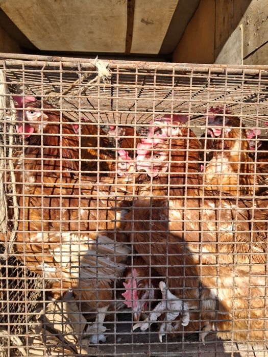 Продажа кур несушек