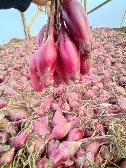 Ceapa de apa de buzau de vanzare.