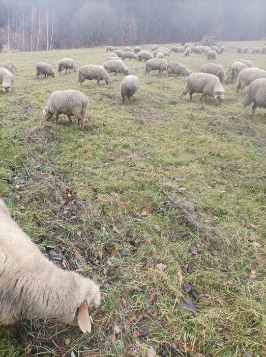 Vând oi tinere varietate ruginie