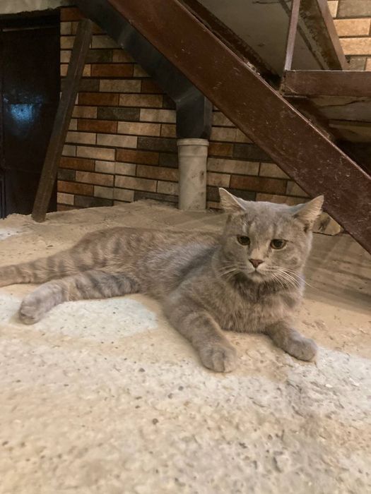 Turetski angora  rangi seriy