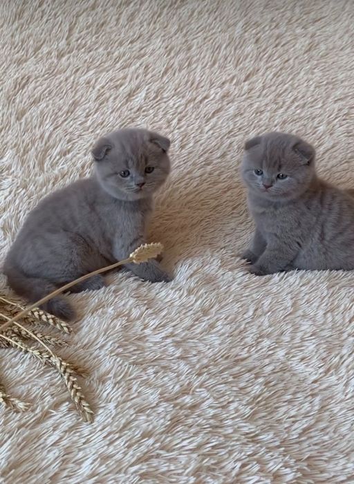 Шотландские вислоухие