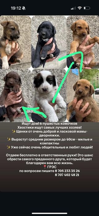 Милые, добрые пёсики