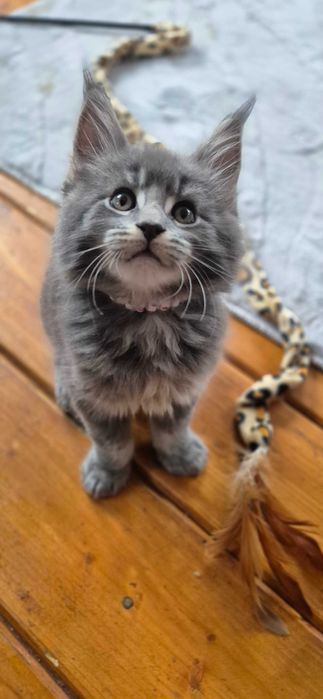 Felisa MAINECOON Autorizata Bucuresti