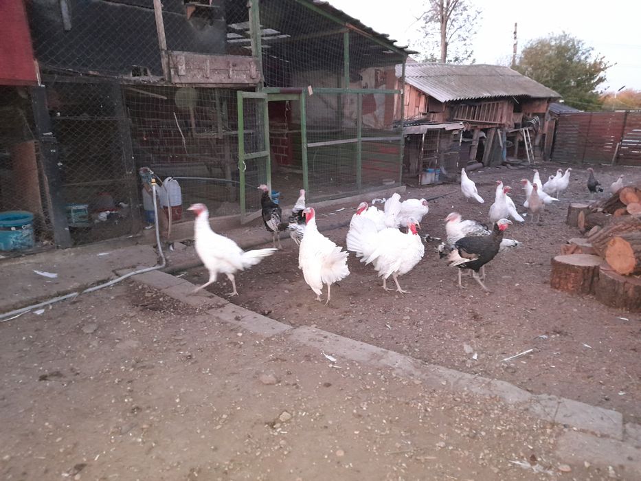 Curcani și curci de vanzare