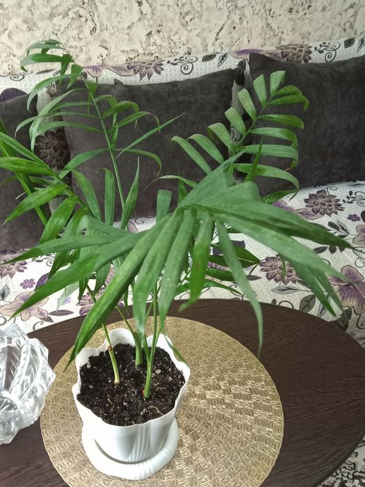 Пальма Хамедорея продам