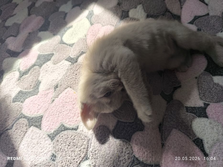 Британские котята
